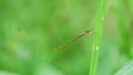 A Tiny Red Damsefly perched on the branch Royalty Free Stock Photo