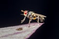 Tiny red eyed fly on leaf Royalty Free Stock Photo