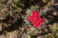 Tiny Red Flower Buds