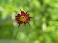 Tiny red flower detiled capture with isolated green background Royalty Free Stock Photo