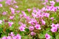 Tiny red flower latin name Oxalis corymbosa DC. Royalty Free Stock Photo