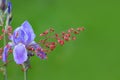 Tiny red flowers and Iris flower Royalty Free Stock Photo