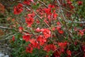 Tiny red flowers in a wild small bush with green leaves Royalty Free Stock Photo