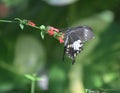 Profile of a Swallowtail Butterfly on Tiny Red Flowers Royalty Free Stock Photo