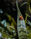 A tiny red frog in a green leaf Royalty Free Stock Photo