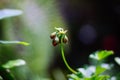 Tiny red geranium buds. Geranium flowers with red bright petals on a branch with green leaves. Gardening