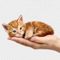 Tiny red ginger kitten lying peacefully in a human hand, sleeping baby cat isolated Royalty Free Stock Photo