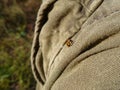 Tiny red ladybug on a fabric Royalty Free Stock Photo