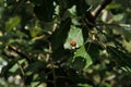 Tiny red ladybug or ladybird, bright beetle insect in a green tree foliage. Sitting on a branch on a sunny day. Positive insect Royalty Free Stock Photo