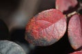 tiny red leaf in the park Royalty Free Stock Photo