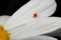 Red Mite White Petal 02 Royalty Free Stock Photo