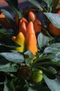 tiny red peppers growing in group Royalty Free Stock Photo
