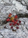 Tiny red plant growing from the crack of a white rock