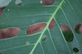 Tiny Red Spider Egg on Green Leaf Macro Royalty Free Stock Photo