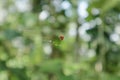 A tiny red spider, known the Red and Silver Dewdrop spider (Argyrodes Flavescens) sitting on the spider web