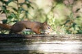 Tiny red squirrel picking up peanuts.