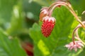 Tiny red strawberries and green leaves in the green garden Royalty Free Stock Photo