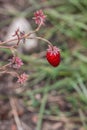 Tiny red strawberries and green leaves in the green garden Royalty Free Stock Photo