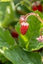 Tiny red strawberries and green leaves in the green garden Royalty Free Stock Photo
