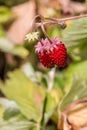 Tiny red strawberries and green leaves in the green garden Royalty Free Stock Photo