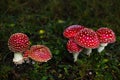 Tiny red toadstools flourish under a spruce tree on grassy terrain, capturing the enchantment of a miniature woodland scene Royalty Free Stock Photo