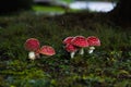 Tiny red toadstools flourish under a spruce tree on grassy terrain, capturing the enchantment of a miniature woodland scene Royalty Free Stock Photo