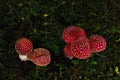 Tiny red toadstools flourish under a spruce tree on grassy terrain, capturing the enchantment of a miniature woodland scene Royalty Free Stock Photo