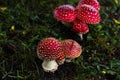 Tiny red toadstools flourish under a spruce tree on grassy terrain, capturing the enchantment of a miniature woodland scene Royalty Free Stock Photo