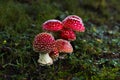 Tiny red toadstools flourish under a spruce tree on grassy terrain, capturing the enchantment of a miniature woodland scene Royalty Free Stock Photo