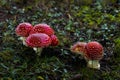 Tiny red toadstools flourish under a spruce tree on grassy terrain, capturing the enchantment of a miniature woodland scene Royalty Free Stock Photo