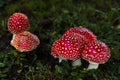 Tiny red toadstools flourish under a spruce tree on grassy terrain, capturing the enchantment of a miniature woodland scene Royalty Free Stock Photo