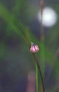 Tiny red and white striped feathery Australian native Lesser Flannel Flower bud, Actinotus minor Royalty Free Stock Photo