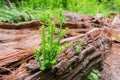 Tiny Redwood trees sprouts Sequoia sempervirens on the log of a recently fallen old tree Royalty Free Stock Photo