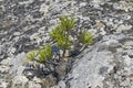 Tiny relict Crimean pine. Royalty Free Stock Photo