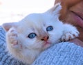 Tiny Rescue Kitten Gets a Home Royalty Free Stock Photo