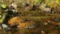 Tiny rivulet streaming down over stones, water cleanness and untouched nature