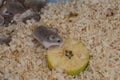 Tiny Roborovski dwarf hamsters for sale as pets in street market, one eating apple. Aka Robo, desert hamster. Cute. Royalty Free Stock Photo