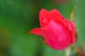 Tiny rosebud Royalty Free Stock Photo