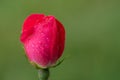 Tiny rosebud Royalty Free Stock Photo