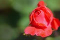 Tiny rosebud Royalty Free Stock Photo