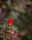 Tiny rosebud border Royalty Free Stock Photo