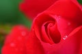 Tiny rosebud closeup Royalty Free Stock Photo