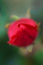 Tiny rosebud Royalty Free Stock Photo