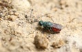 A tiny Ruby-tailed Wasp, Chrysididae, resting on the ground at the edge of woodland in the UK.