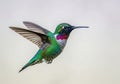 Tiny ruby-throated hummingbird in mid-flight captures nature\'s delicate beauty isolated on transparent background Royalty Free Stock Photo