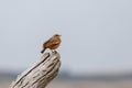 Rufos Naped Lark Royalty Free Stock Photo