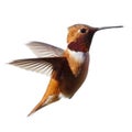 A Male Rufous Hummingbird isolated in flight Royalty Free Stock Photo
