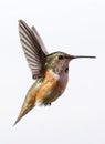 A Female Rufous Hummingbird isolated in flight Royalty Free Stock Photo