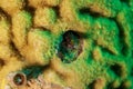 Tiny Saddled Blenny hiding in a hole in the coral Royalty Free Stock Photo