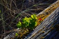 Tiny salal bush growing out of an old beach log Royalty Free Stock Photo